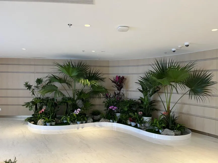 前湾盆景租赁，为生活注入绿色活力